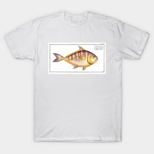 Toothless Mackrel (1785–1797) T-Shirt